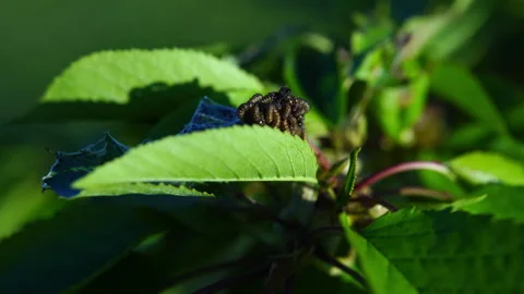 Silkworms crawling on cherry tree leaf and eating tissues, pests and parasites Stock Footage 147126227
