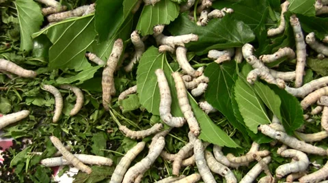 Silkworms ease out at the LANHM Insect Fair 2011 Stock Footage 36963617