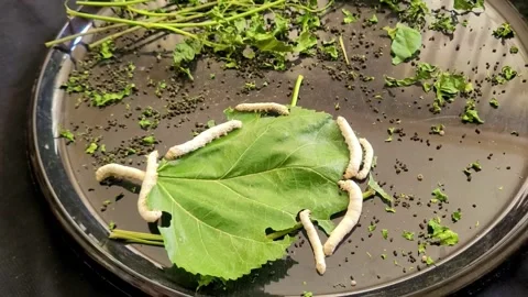 Silkworms Eat Fresh Green Leaf Stock Footage 337905320