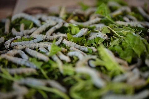 Silkworms feeding on mulberry leaves at Santuario Del Gusano De Seda in San Stock Photos