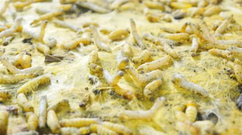 SILKWORMS Stock Footage 35533150