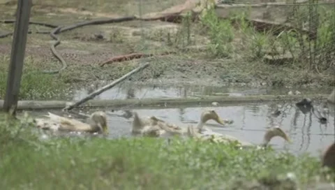 Silkworms form cocoons. Stock Footage 260296082