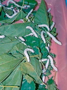 Silkworms Stock Photos