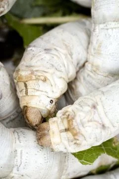 Silkworms Stock Photos