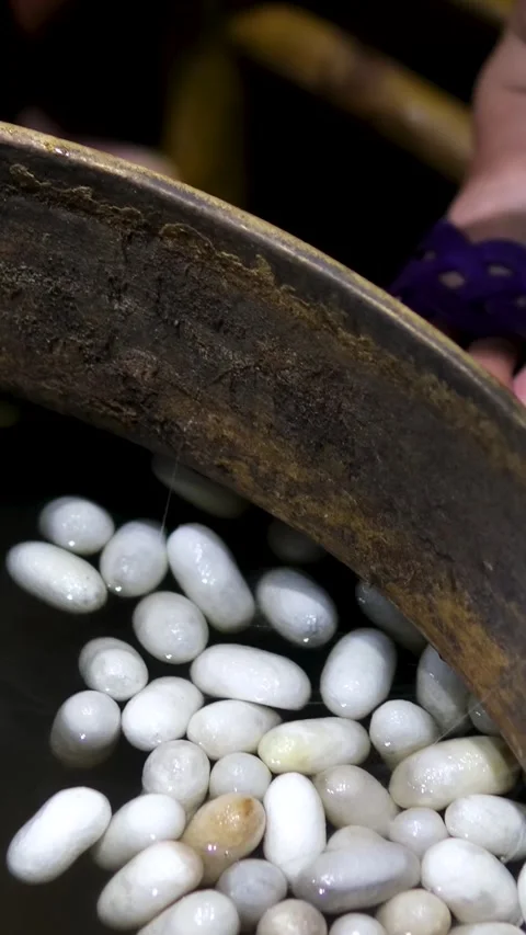 Silkworms spin intricate cocoons of silky threads, which are then harvested to Stock Footage 318228430