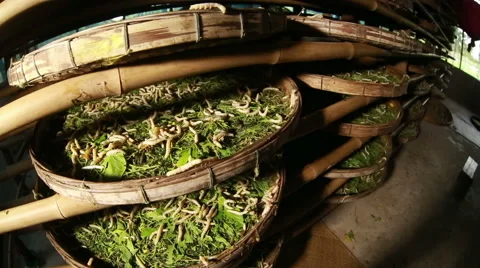 Silkworms squirm inside a basket. Stock Footage 60604329