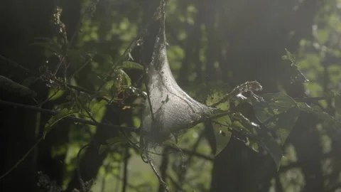 Silky Caterpillar Web in Counterlight Stockbeeldmateriaal 334674012