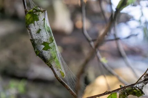 Silky caterpillar web on damaged leaf after garden pest feeding Stock Photos