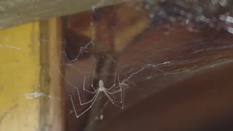 Silky cobweb and Pholcus phalangioides spider 4K slomo video 動画素材 265516113