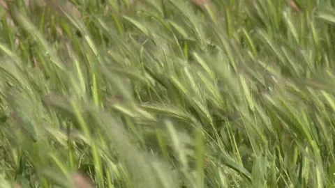 Silky green grass sways in the wind Stock Footage 242453675