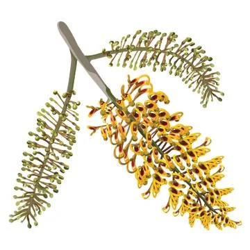 Silky Oak Vector Illustration Stock Illustration