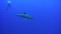 Silky Shark - approach and side view HD Footage