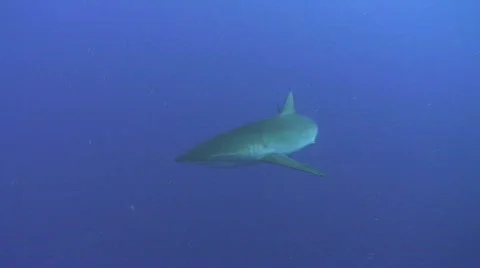 Silky Shark approaches camera Stock Footage 738996
