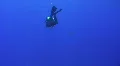 Silky shark approaches diver HD Footage
