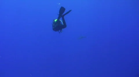 Silky shark approaches diver Stock Footage