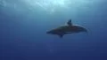Silky shark aproaches camera HD Footage