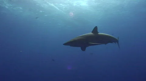 Silky shark aproaches camera Stock Footage 841678