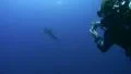 Silky Shark close to scuba divers HD Footage
