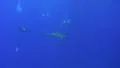 Silky shark close to scuba divers - wide view HD Footage