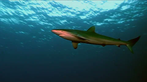 Silky shark 스톡 동영상 42904181