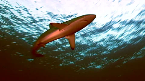 Silky shark Video stock 42904197