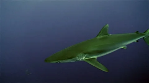 Silky shark Stock Footage 42904490