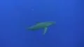 Silky shark - High angle view HD Footage