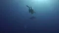 Silky shark swimming underneath camerman - wide view HD Footage