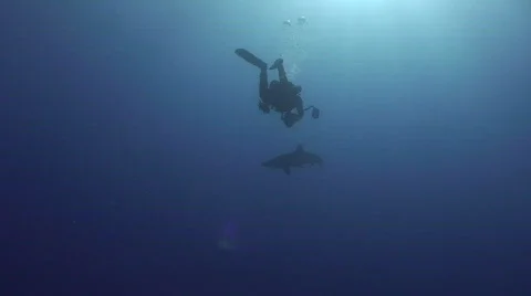 Silky shark swimming underneath camerman - wide view Stock Footage