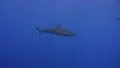 Silky Shark - Wide side view HD Footage