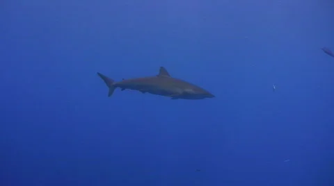 Silky Shark - Wide side view Stock Footage 841701