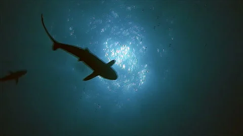 Silky sharks Stock Footage 42904597