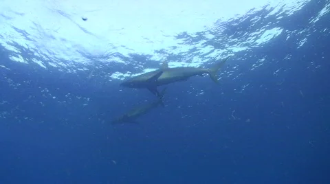 Silky Sharks at the ocean surface Stock Footage 738970
