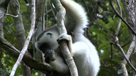 Silky Sifaka sit in rainforest tree eating big fruit Video stock 54248116