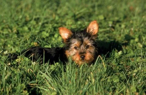 SILKY TERRIER Stock Photos