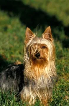 SILKY TERRIER Foto stock