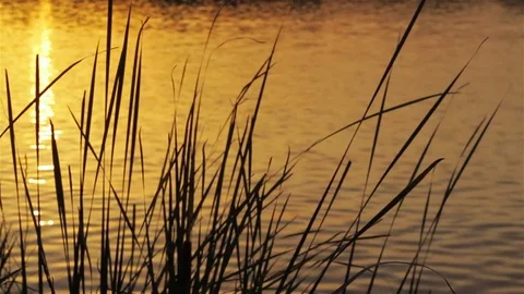 Sillhouette grass with sunset reflection. Stock Footage 80185877