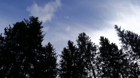 Sillhouette of pine trees gently moved by the spring wind Stock Footage 126286254