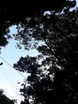 Sillhouette Tree 库存照片