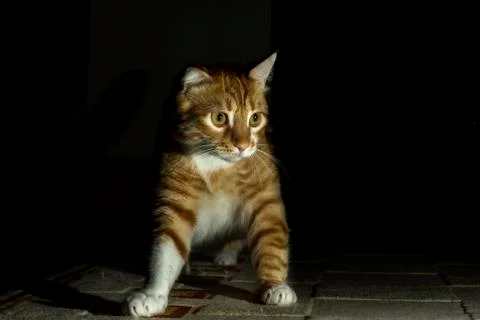 Silly cat Stock Photos