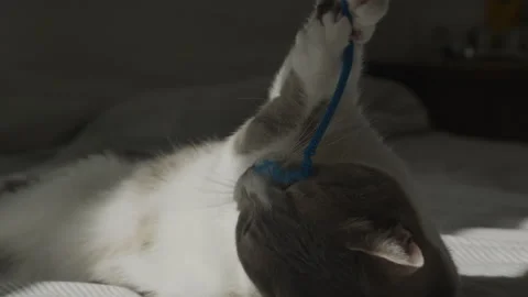 Silly cat playing with blue string on bed Stock Footage 319272142