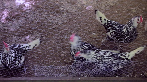 Silly Chickens Stock Footage 38032380