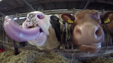 Silly crazy cattle cows trying to lick the camera inside barn mixed herd 4k Stock Footage 59704098