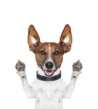 Silly crazy paws up dog Stock Photos