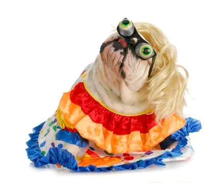 Silly dog Foto stock