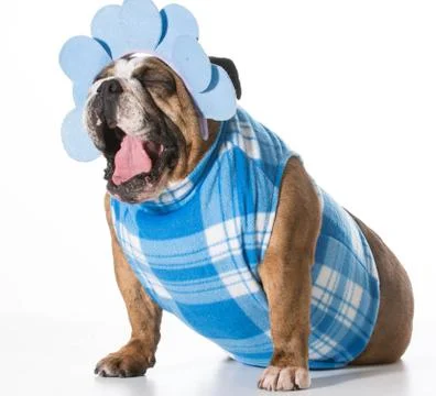 Silly dog Stock Photos