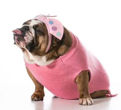 Silly dog Stock Photos