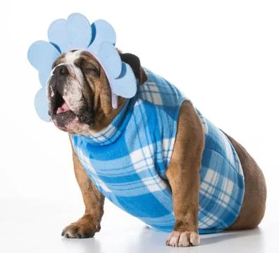 Silly dog Foto stock