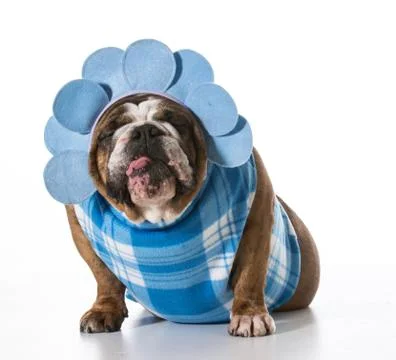 Silly dog Stock Photos