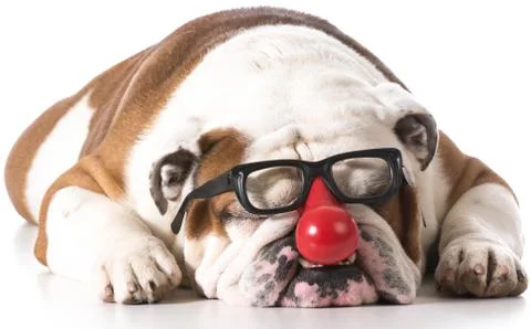 Silly dog Stock Photos